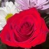 shasha_65